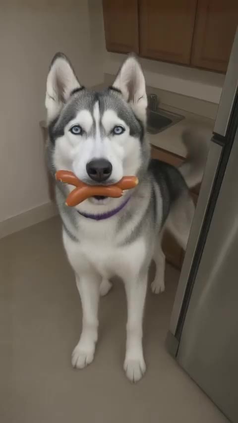 Luna raids the fridge: a Security cam sample movie made with DogPoint